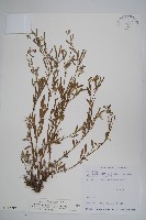 伏毛天芹菜藏品圖，第1張