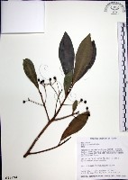 樹杞藏品圖，第1張