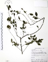 燈稱花、烏雞骨藏品圖，第1張