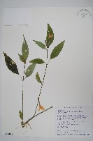 長花九頭獅子草、山藍藏品圖，第1張