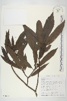 桃葉珊瑚藏品圖，第1張