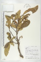 猴歡喜藏品圖，第1張