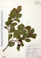 南臺冬青藏品圖，第1張