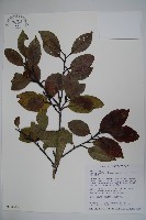 松田氏冬青藏品圖，第1張