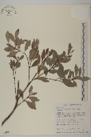 日本賽衛矛、日本假衛矛藏品圖，第1張