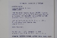 珊瑚樹藏品圖，第2張