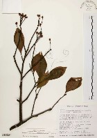 臺灣石楠藏品圖，第1張