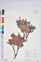 臺灣馬醉木藏品圖，第1張