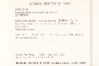 玉山薄雪草藏品圖，第2張