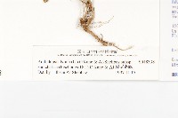 玉山筷子芥藏品圖，第3張