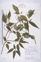 臺灣青莢葉藏品圖，第1張