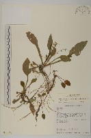 臺灣鬼督郵藏品圖，第1張