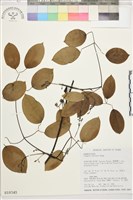 柱果鐵線蓮藏品圖，第2張