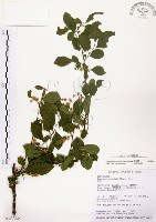 灰木藏品圖，第1張