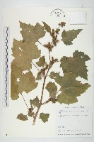 蒼耳藏品圖，第1張