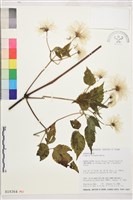 小木通藏品圖，第2張