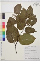 枳椇藏品圖，第1張