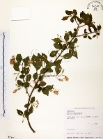 烏皮九芎、奮起湖野茉莉藏品圖，第1張