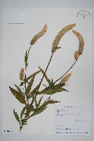 青葙藏品圖，第1張