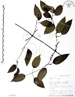 柱果鐵線蓮藏品圖，第1張