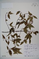 狹葉莢迷藏品圖，第1張