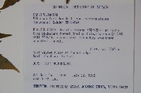 狹葉莢迷藏品圖，第2張