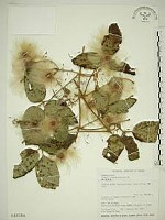 銹毛鐵線蓮藏品圖，第1張