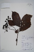 登錄號:S018397藏品圖，第1張