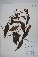 登錄號:S018400藏品圖，第1張