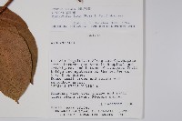 飄香藤藏品圖，第2張