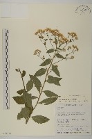 山白蘭藏品圖，第1張