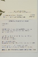 山白蘭藏品圖，第2張