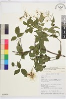 梨山小蓑衣藤藏品圖，第1張