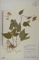 臺灣山白蘭藏品圖，第1張