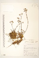 台東黃菀藏品圖，第1張