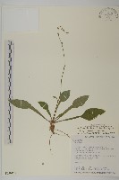 臺灣鬼督郵藏品圖，第1張