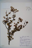 小葉莢迷藏品圖，第1張