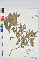 無粉錐果椆藏品圖，第1張