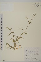 狗筋蔓藏品圖，第1張