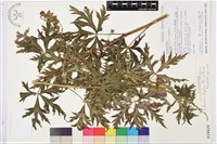 兒島氏草烏藏品圖，第1張