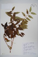 阿里山忍冬、漸尖葉忍冬藏品圖，第1張