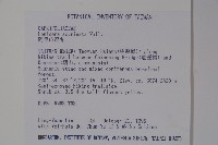 阿里山忍冬、漸尖葉忍冬藏品圖，第2張