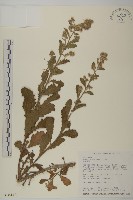 生毛將軍藏品圖，第1張