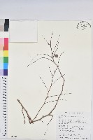 紅仔珠藏品圖，第1張