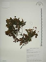 翼核木藏品圖，第1張