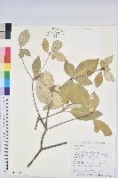 裡白巴豆藏品圖，第1張