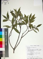 薄葉玉心花藏品圖，第1張