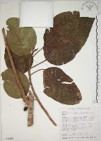 幹花榕藏品圖，第1張