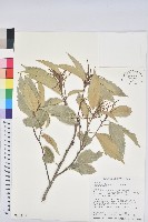 臺灣苦櫧藏品圖，第1張