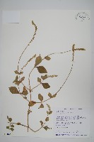 假川牛膝藏品圖，第1張